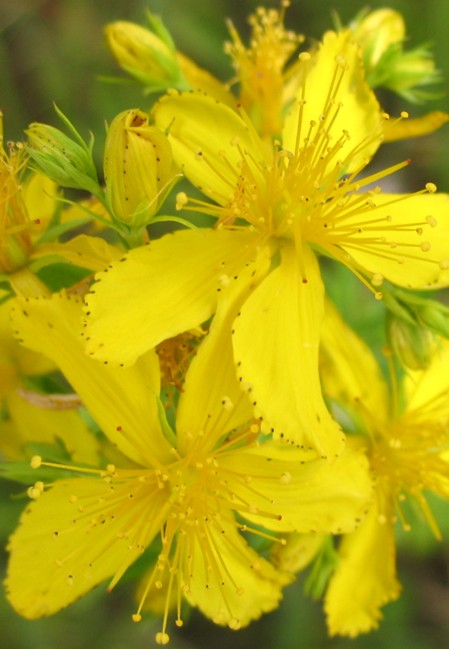 Hypericum perforatum / Erba di S.Giovanni comune